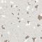 DESCO EUROPE / VERMASON 8431FS